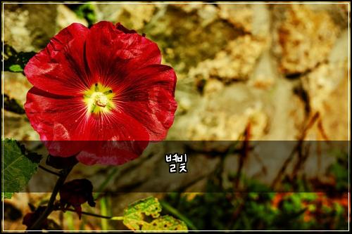 별빛