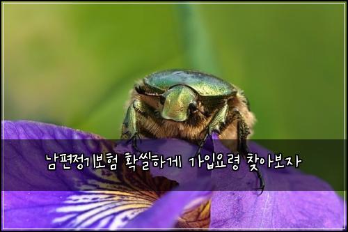 남편정기보험 확씰하게  가입요령 찾아보자