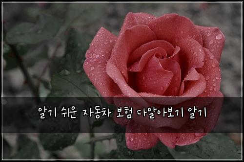 알기 쉬운 자동차 보험 다알아보기  알기