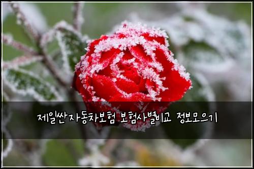 제일싼자동차보험 보험사별비교 정보모으기