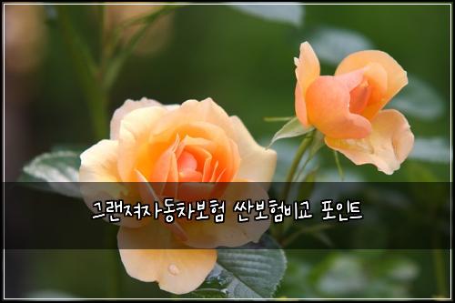 그랜져자동차보험 싼보험비교 포인트