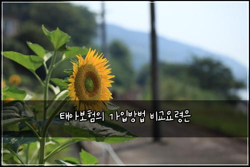 태아보험의 가입방법 비교요령은