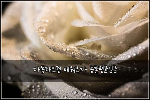 자동차보험 배워보자  농촌평균임금