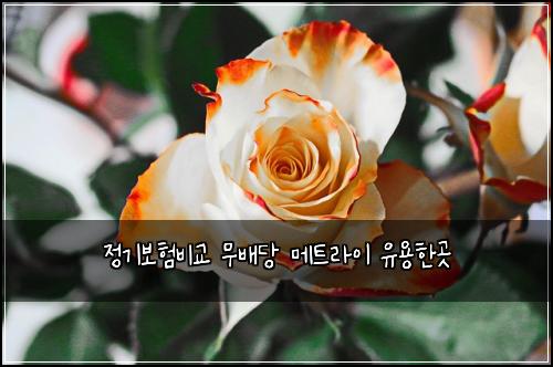 정기보험비교 무배당 메트라이 유용한곳