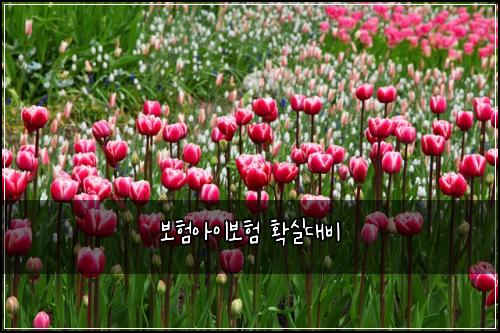 보험아이보험 확실대비