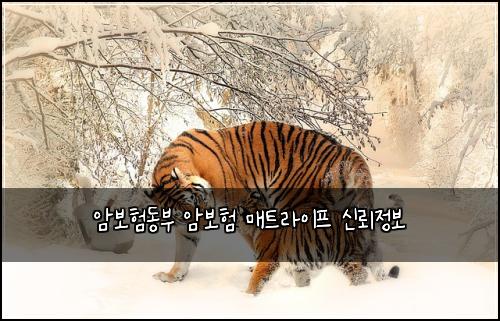 암보험동부 암보험 매트라이프 신뢰정보