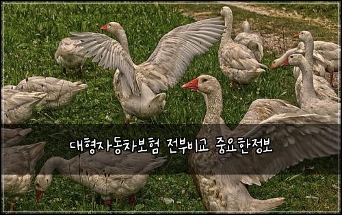 대형자동차보험 전부비교  중요한정보