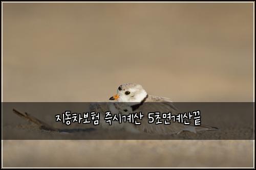 지동차보험 즉시계산  5초면계산끝