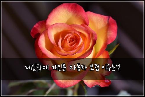 제일화재 개인용 자동차 보험 이유분석 