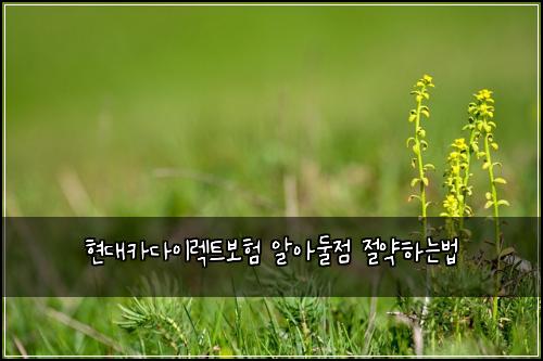 현대카다이렉트보험 알아둘점  절약하는법