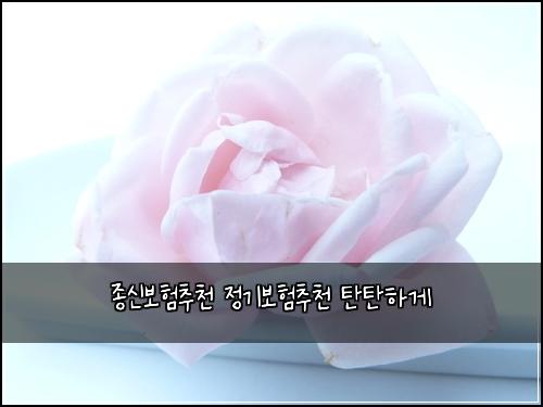 종신보험추천 정기보험추천 탄탄하게