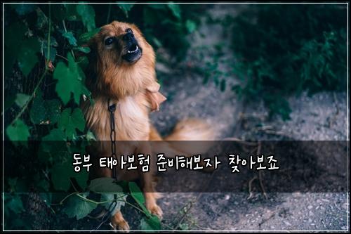 동부 태아보험 준비해보자  찾아보죠