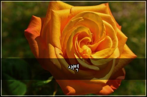 새벽