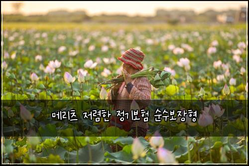 메리츠 저렴한 정기보험 순수보장형 