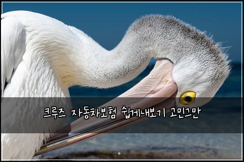 크루즈 자동차보험 쉽게내보기  고민그만