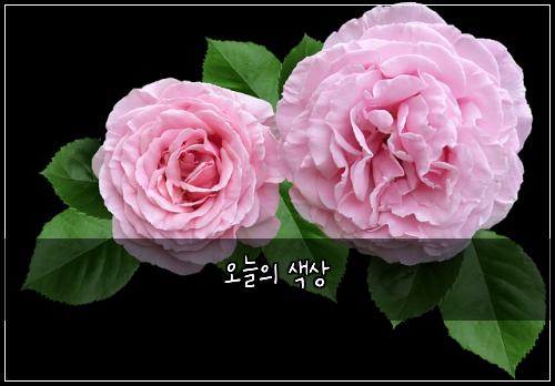 오늘의 색상