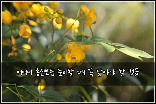 어머니 종신보험 준비할 때 꼭 알아야 할 것들