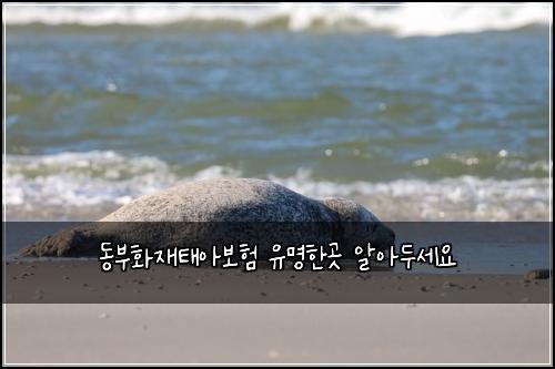 동부화재태아보험 유명한곳  알아두세요