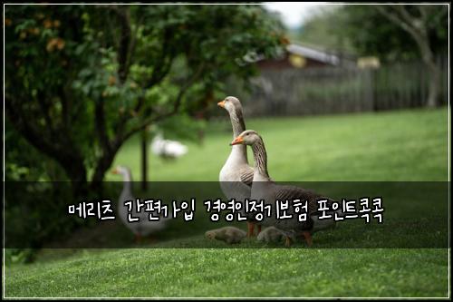 메리츠 간편가입 경영인정기보험 포인트콕콕 