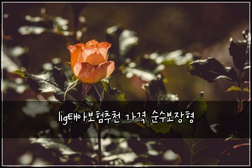 lig태아보험추천 가격 순수보장형