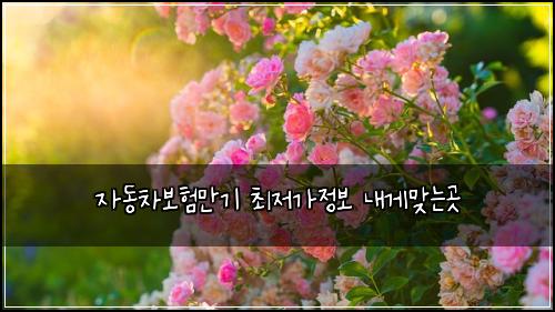 자동차보험만기 최저가정보 내게맞는곳