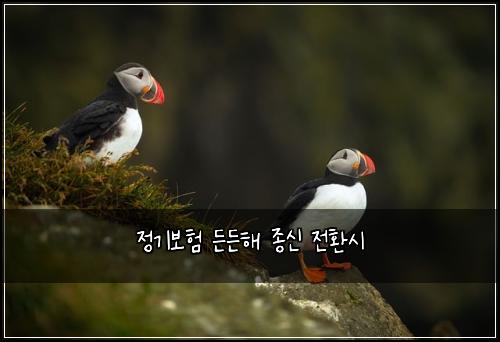 정기보험 든든해  종신 전환시