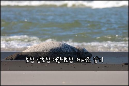 보험 암보험 어린이보험 제대로 알기