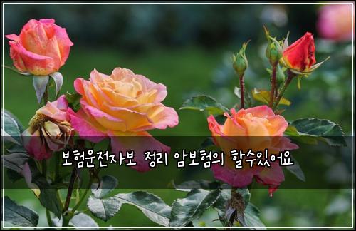 보험운전자보 정리 암보험의 할수있어요