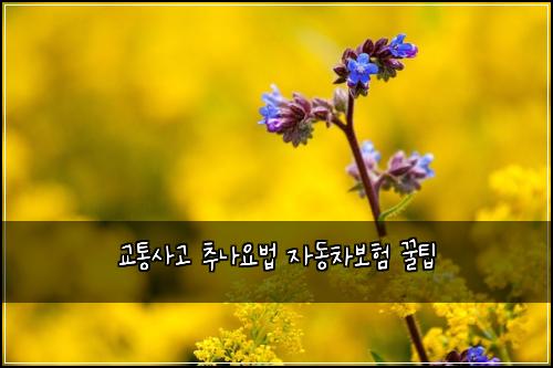교통사고 추나요법 자동차보험 꿀팁