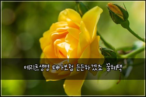 ๋ฉ๋ฆฌ์ธ ์๋ช
ํ์๋ณดํ ๋ ๋ ํ๊ฒ ์ฃ ๊ฟํํ