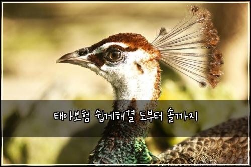 태아보험 쉽게해결  도부터 솔까지