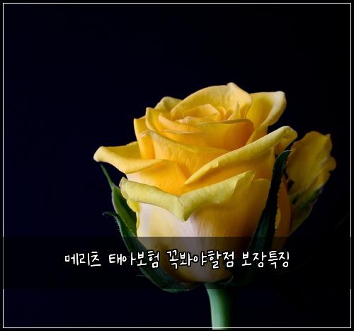 ๋ฉ๋ฆฌ์ธ ํ์๋ณดํ ๊ผญ๋ด์ผํ ์ ๋ณด์ฅํน์ง