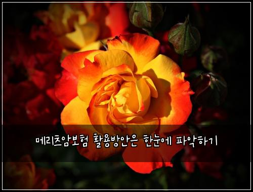 메리츠암보험 활용방안은  한눈에 파악하기