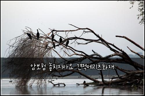암보험 놓치지마요  견적메리츠화재