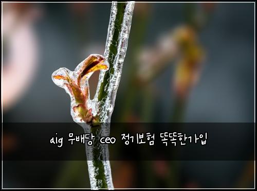 aig 무배당 ceo 정기보험 똑똑한가입 