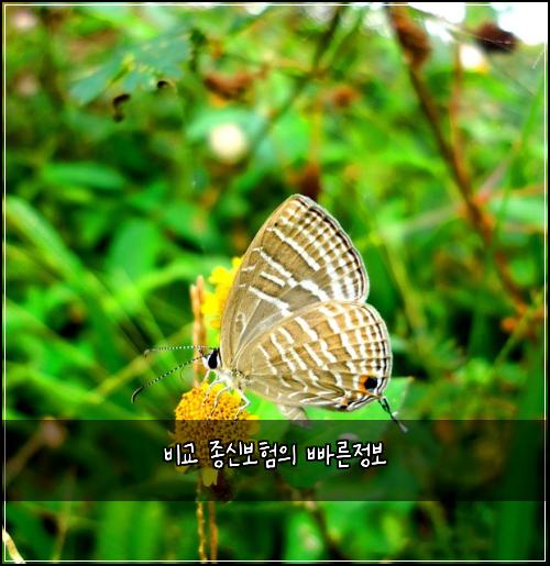 비교 종신보험의 빠른정보