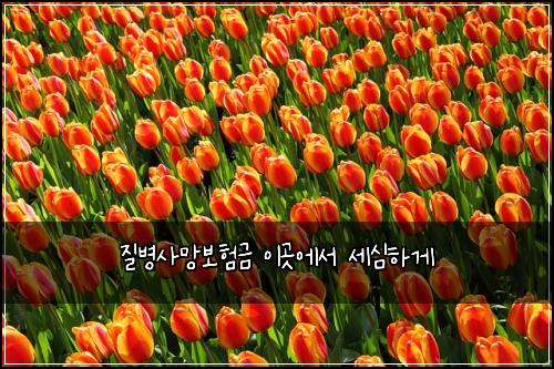 질병사망보험금 이곳에서 세심하게