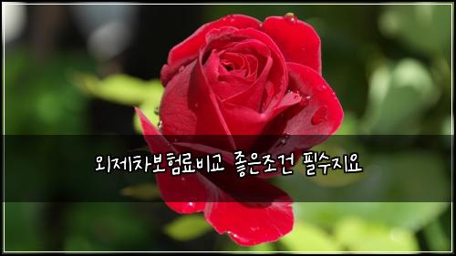 외제차보험료비교 좋은조건 필수지요
