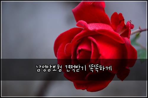 남성암보험 견적받기  똑똑하게
