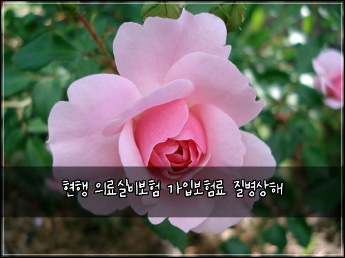 현행 의료실비보험 가입보험료  질병상해