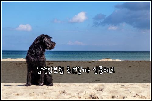 남성암보험 최선일까  상품체크