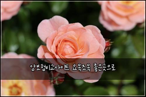 암보험비교사이트 요목조목 좋은곳으로