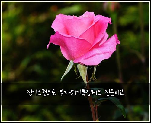 정기보험으로 부자되기특징체크 전문비교