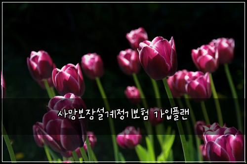 사망보장설계정기보험 가입플랜 