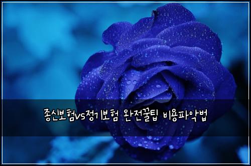종신보험vs정기보험 완전꿀팁 비용파악법