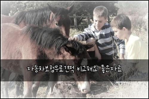 자동차보험무료견적 비교해요 좋은자료