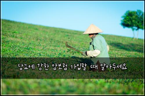당뇨에 강한 암보험 가입할 때 알아두세요