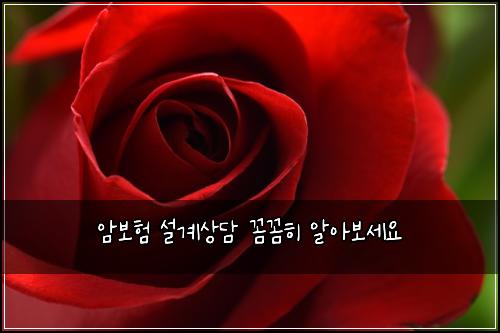 암보험 설계상담  꼼꼼히 알아보세요