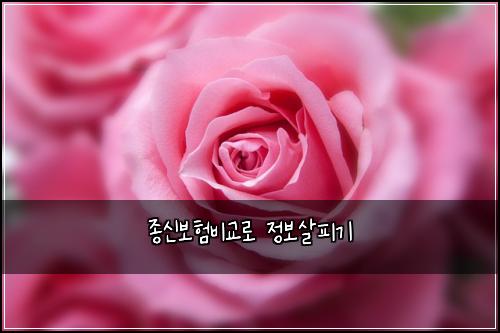 종신보험비교로 정보살피기