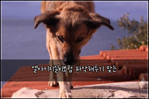 엘아이지실비보험 파악해두기  맞는